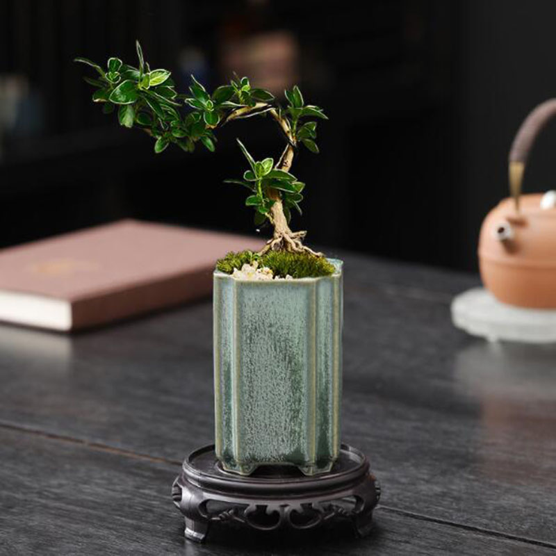 Porcelanowy kwadrat Celadon Gl – Bonsai Garden Art recenzja i cena
